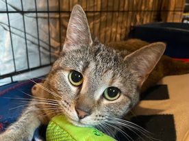 adoptable Cat in Gettysburg, PA named Plum (foster kitty)