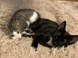 adoptable Cat in Gettysburg, PA named Umi and Zumi (foster kittens)