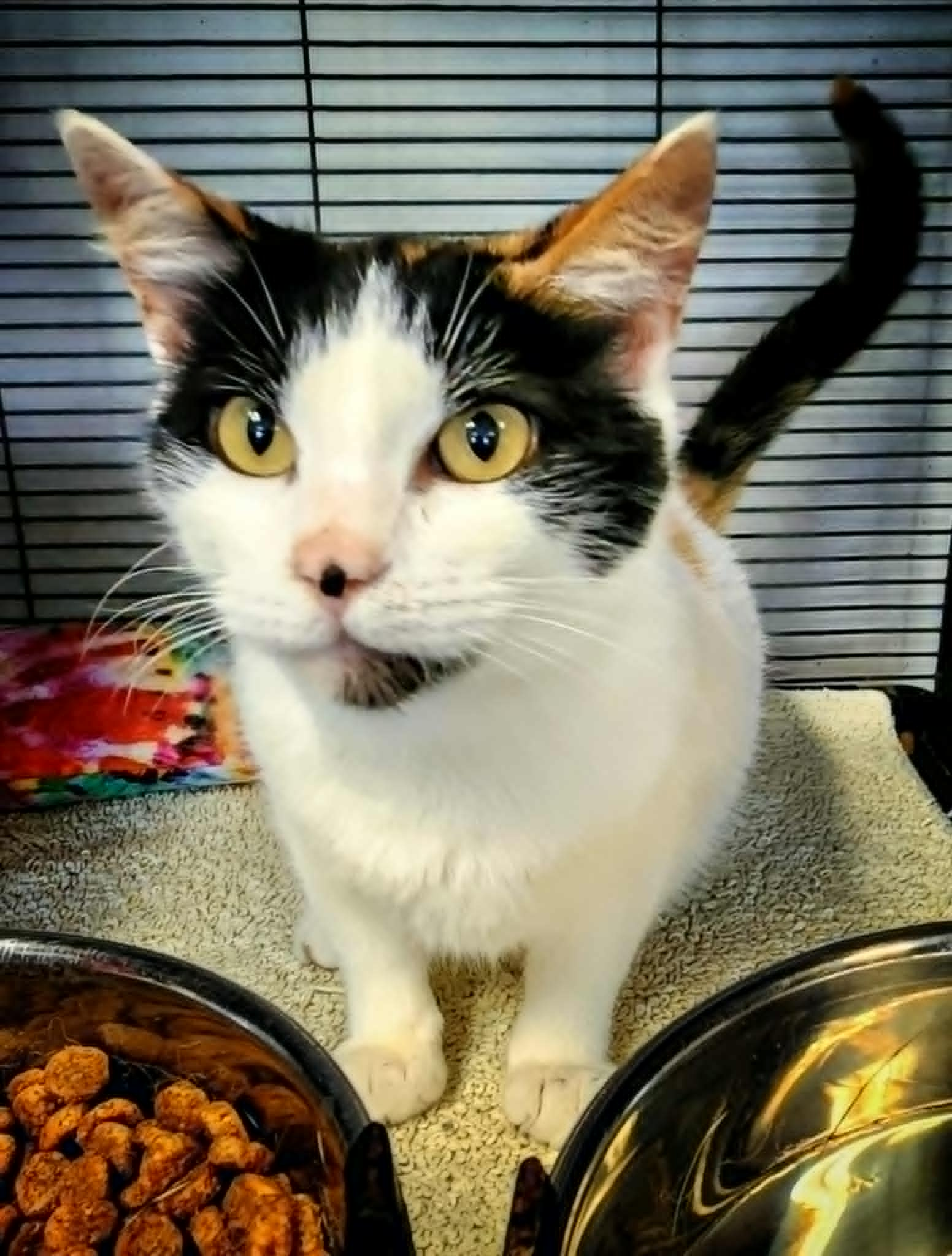 adoptable Cat in Gettysburg, PA named Arrietty