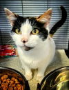 adoptable Cat in Gettysburg, PA named Arrietty