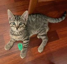 adoptable Cat in Gettysburg, PA named Linus