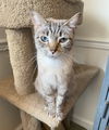 adoptable Cat in gettysburg, PA named Stormi (FeLV+)