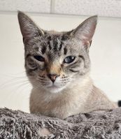 adoptable Cat in Gettysburg, PA named Stormi