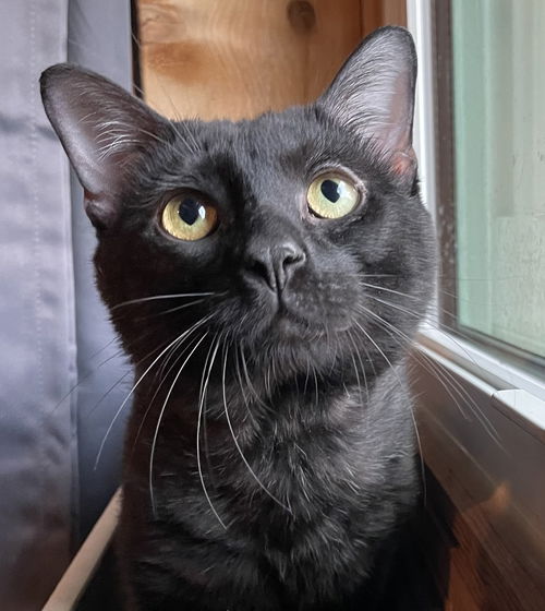 picture of the cat needing adoption