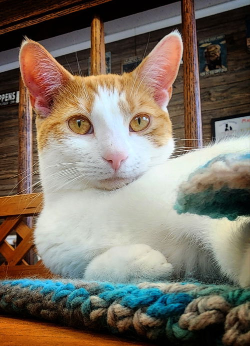 picture of the cat needing adoption