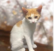 adoptable Cat in Gettysburg, PA named Diane