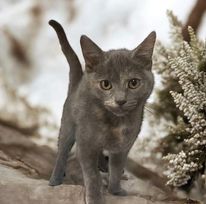 adoptable Cat in Gettysburg, PA named Dorothea