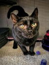 adoptable Cat in , PA named Raven