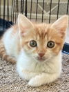 adoptable Cat in Gettysburg, PA named Spaghetti