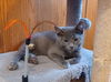 adoptable Cat in Gettysburg, PA named Blue Moon (foster kitten)