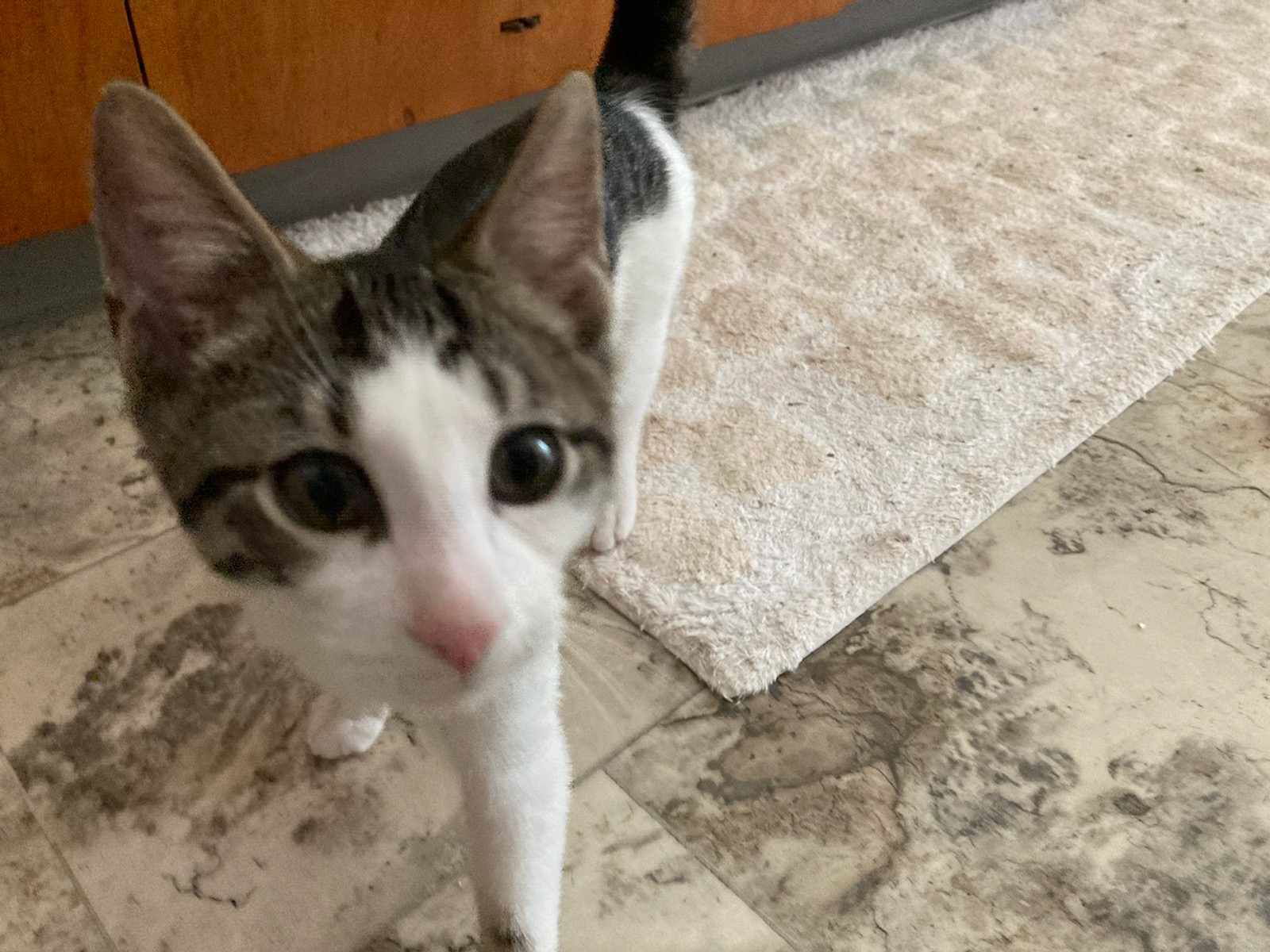 adoptable Cat in Gettysburg, PA named Benedict (foster kitten)