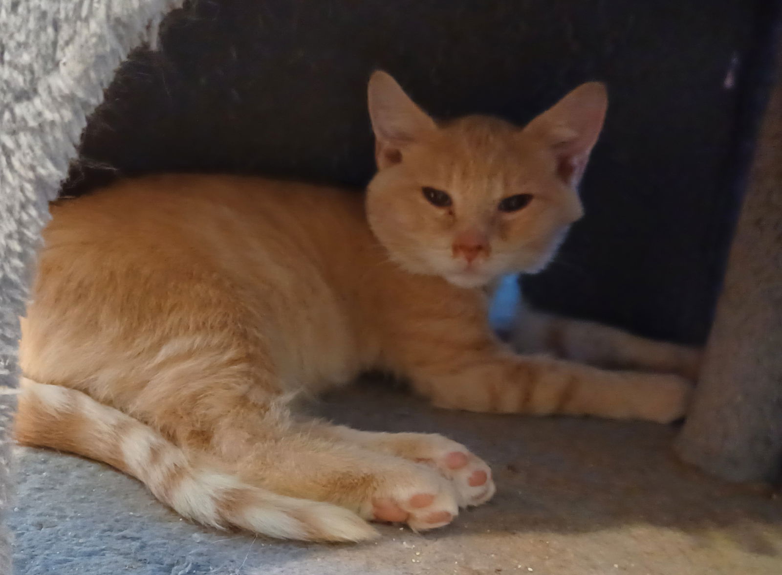 adoptable Cat in Gettysburg, PA named Butter Brickle (foster kitten)