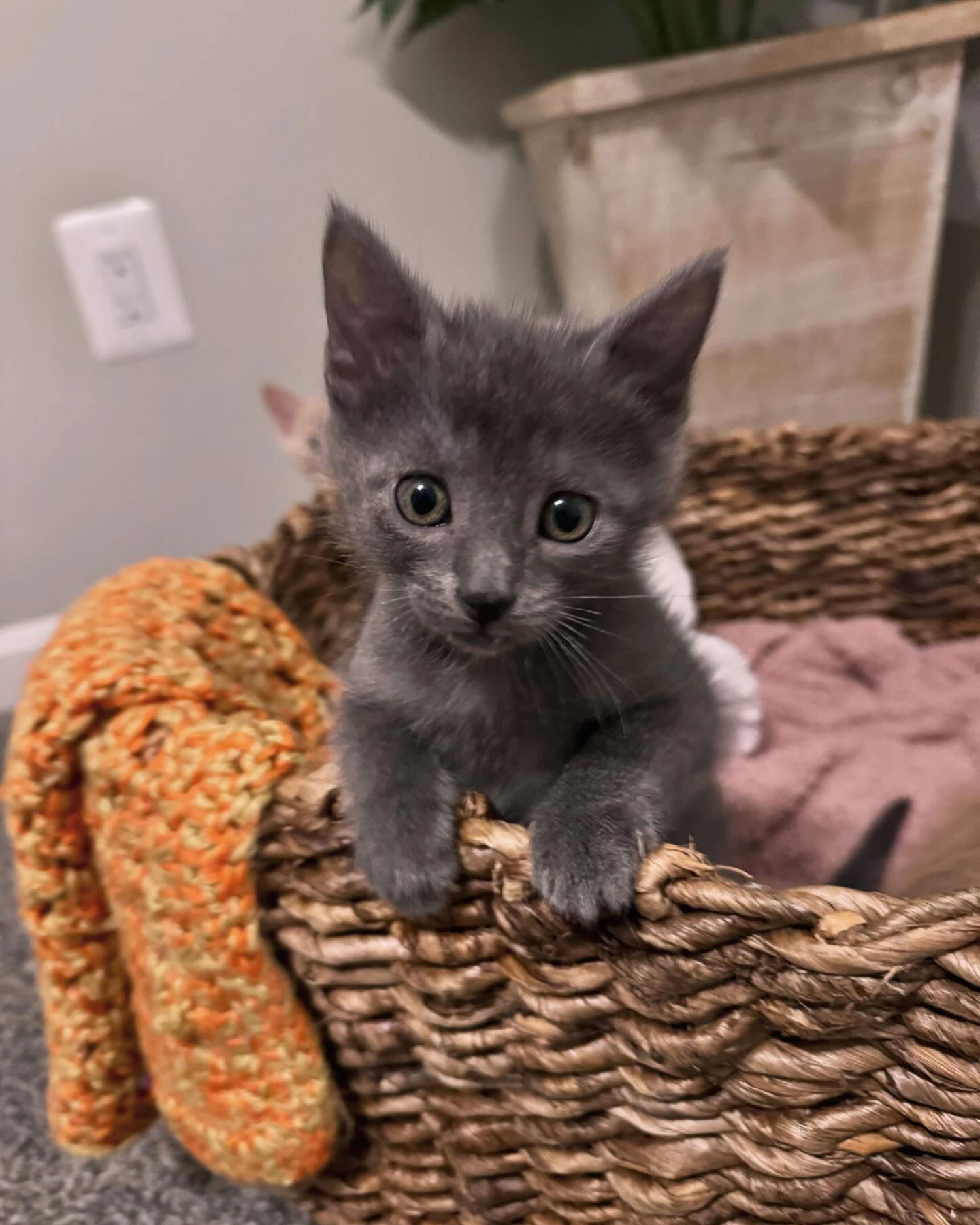 adoptable Cat in Gettysburg, PA named Dove (foster kitten)