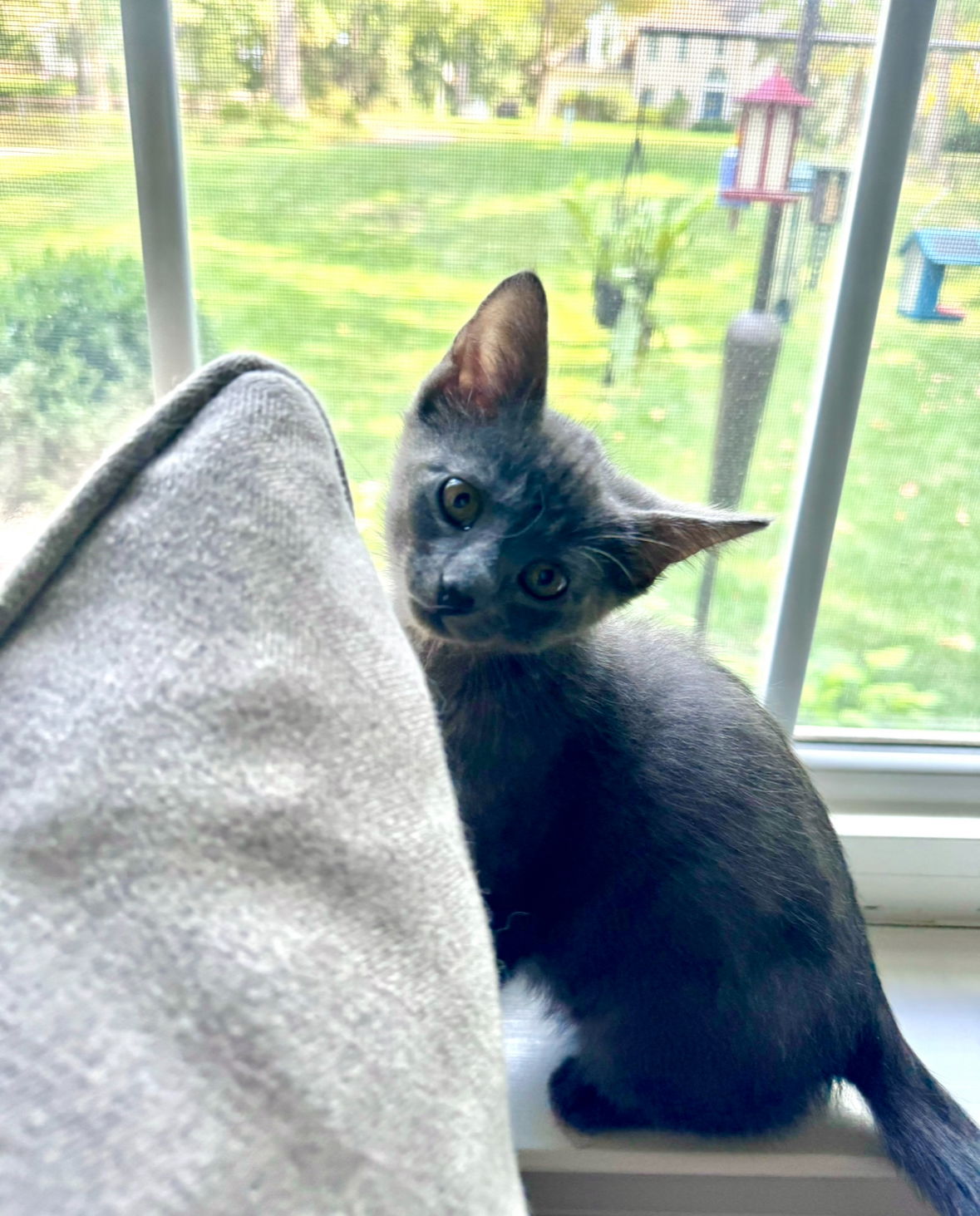 adoptable Cat in Gettysburg, PA named Ghost (foster kitten)