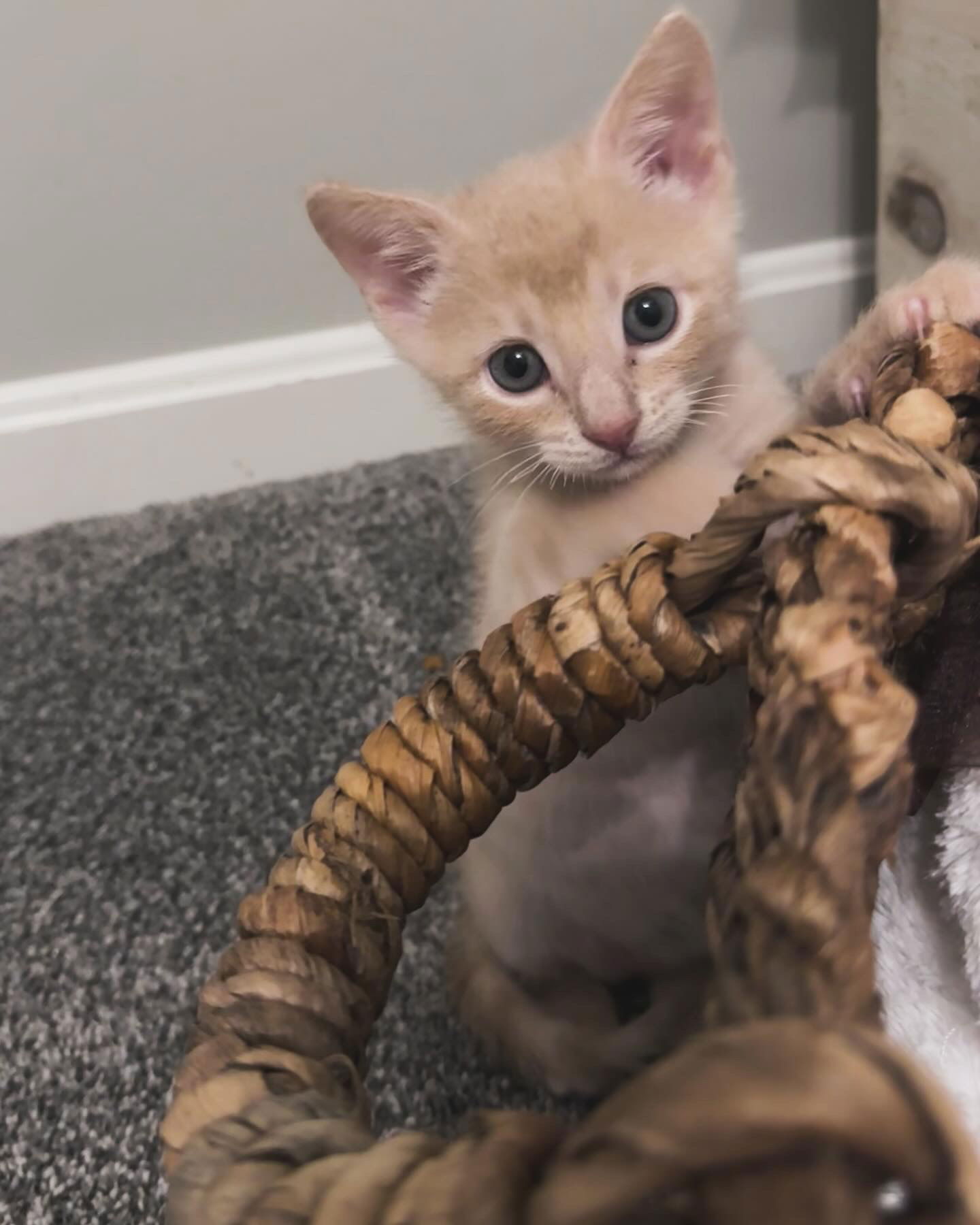 adoptable Cat in Gettysburg, PA named Smudge (foster kitten)