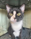 adoptable Cat in gettysburg, PA named Olympia