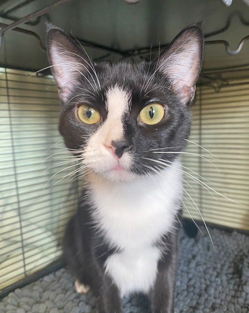 picture of the cat needing adoption