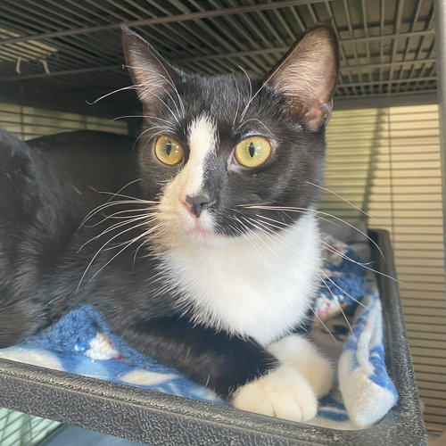 picture of the cat needing adoption