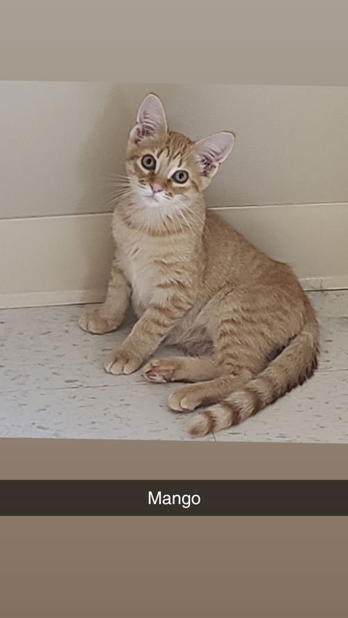 picture of the cat needing adoption