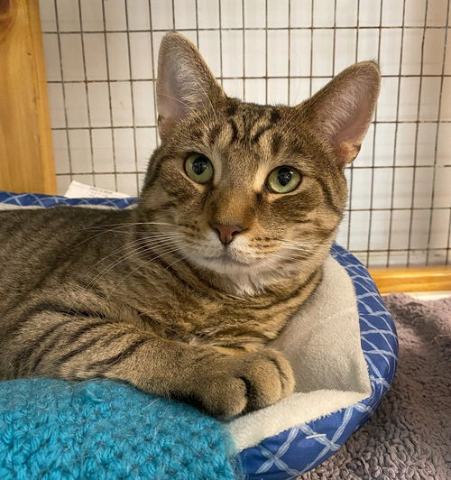 picture of the cat needing adoption