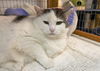 adoptable Cat in Gettysburg, PA named Hope