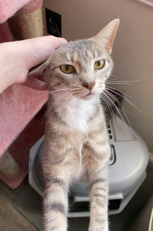 MYSTIQUE - Domestic Short Hair / Tabby available for adoption