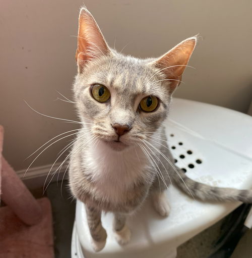 picture of the cat needing adoption