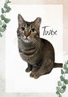 adoptable Cat in gettysburg, PA named Twix