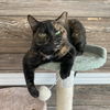 adoptable Cat in gettysburg, PA named Tasha