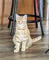 adoptable Cat in Gettysburg, PA named (ACCC Courtesy Post) Opo