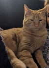 adoptable Cat in  named (ACCC Courtesy Post) Charlie