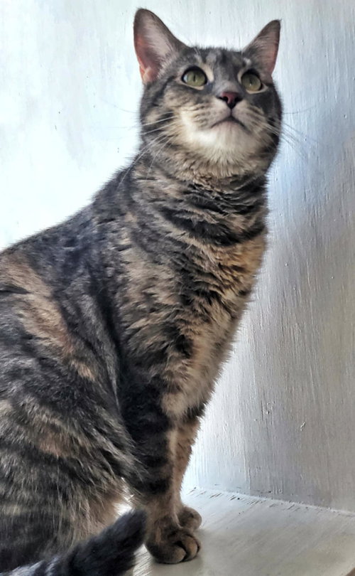 picture of the cat needing adoption