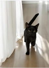 adoptable Cat in gettysburg, PA named Rosemary (Foster Cat)