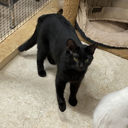 Rosemary (Foster Cat)