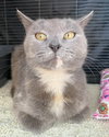 Meredith Grey - Photo 4