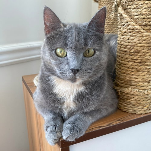 picture of the cat needing adoption