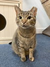 adoptable Cat in gettysburg, PA named Marissa