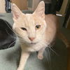 adoptable Cat in gettysburg, PA named Wyatt (FIV+)