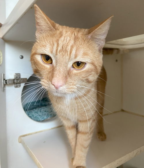 picture of the cat needing adoption