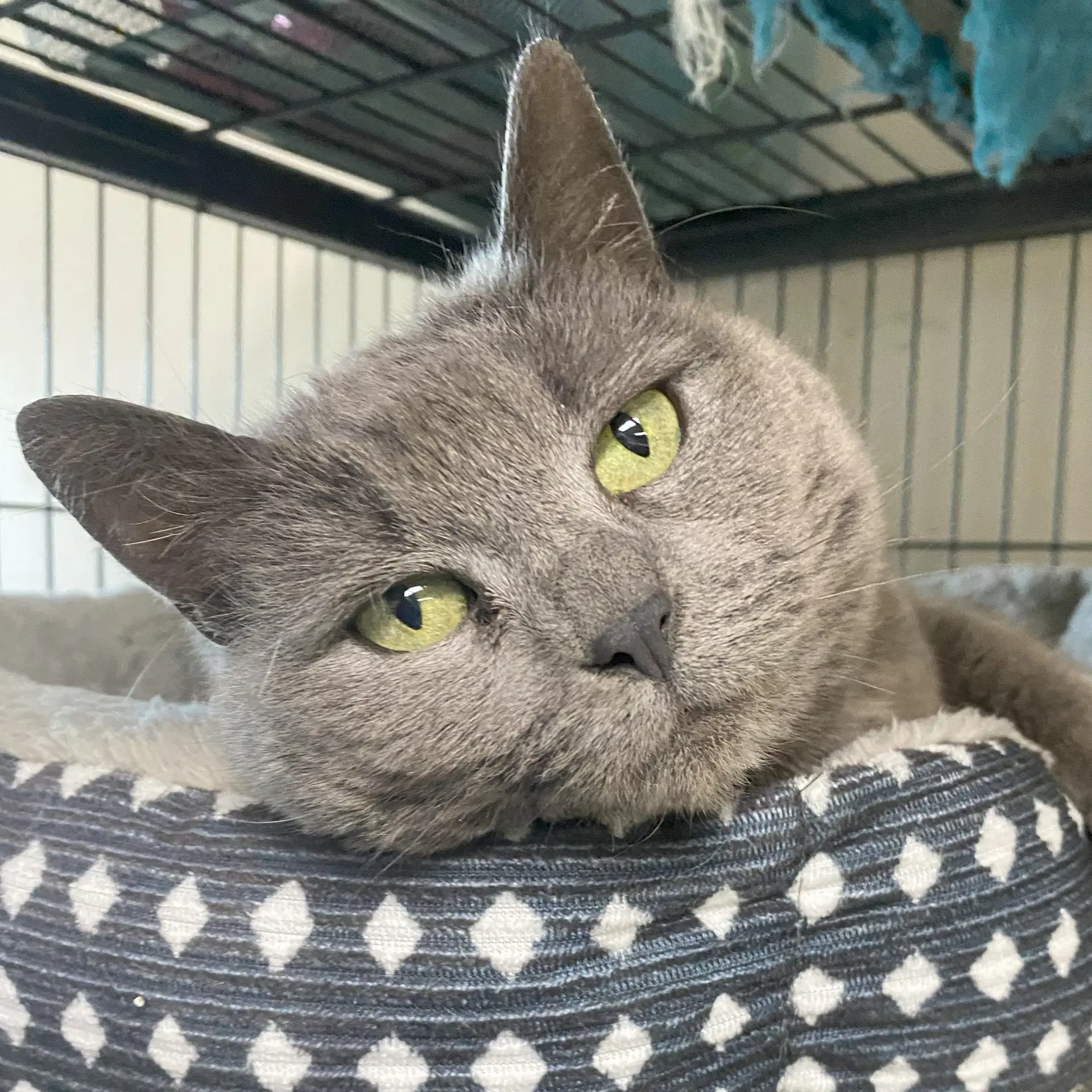 Stormy Felv Foster Cat - Domestic Short Hair