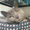 adoptable Cat in gettysburg, PA named Stormy (FeLV+) (Foster Cat)