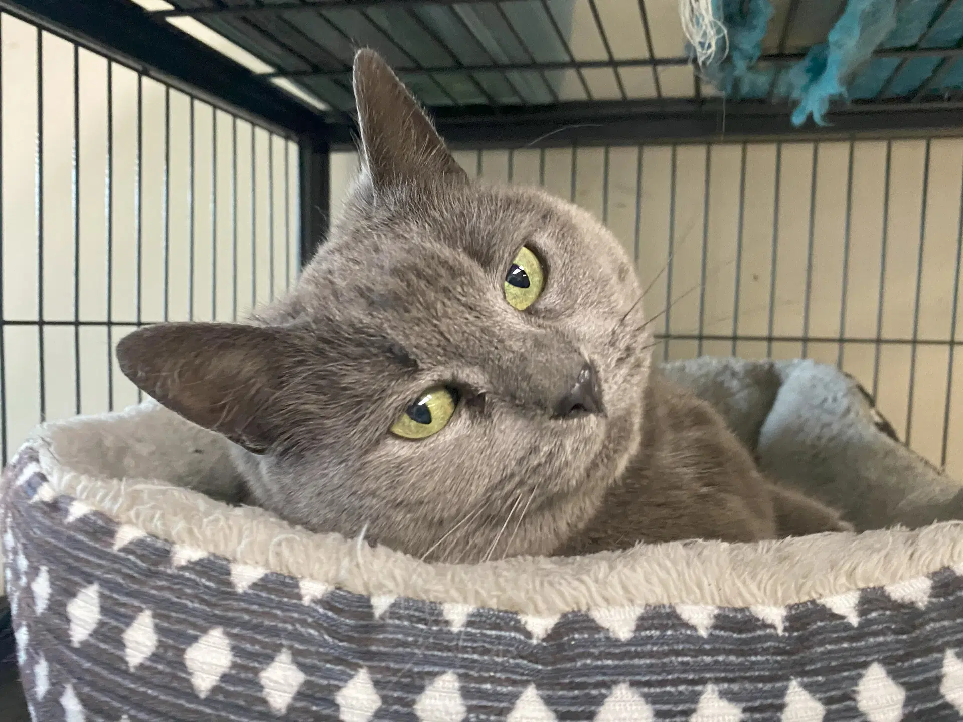 Stormy Felv Foster Cat image 3