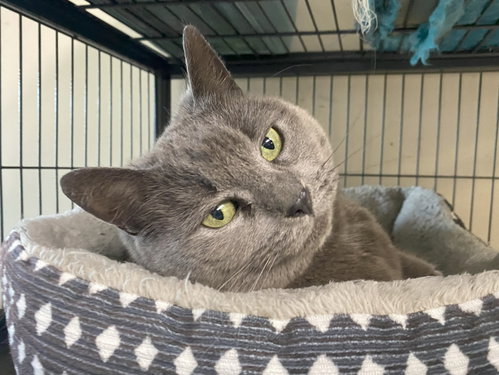 Photo 3 of Stormy (FeLV+) (Foster Cat)