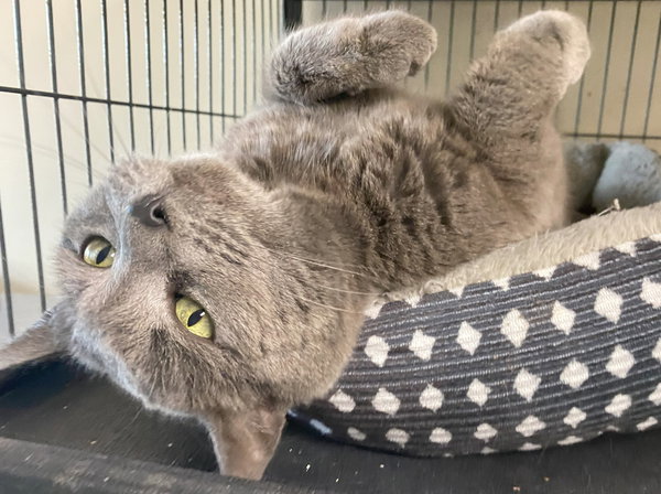 Stormy (FeLV+) (Foster Cat)
