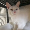adoptable Cat in gettysburg, PA named Cotton