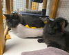 adoptable Cat in gettysburg, PA named Sonic & Shadow (Bonded)