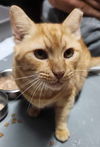 adoptable Cat in gettysburg, PA named Brody (Foster Cat)