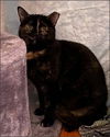 adoptable Cat in gettysburg, PA named Honeysuckle (Foster Cat)