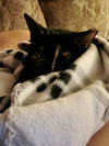 Honeysuckle (Foster Cat) - Photo 2