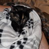 Honeysuckle (Foster Cat) - Photo 3